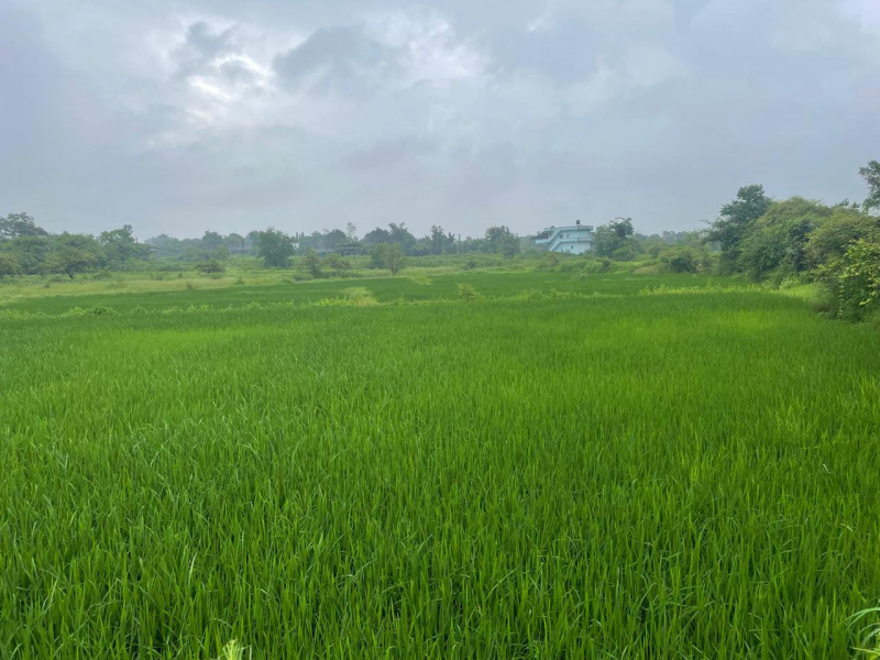  Agricultural Land 18 Bigha for Sale in Songadh, Tapi