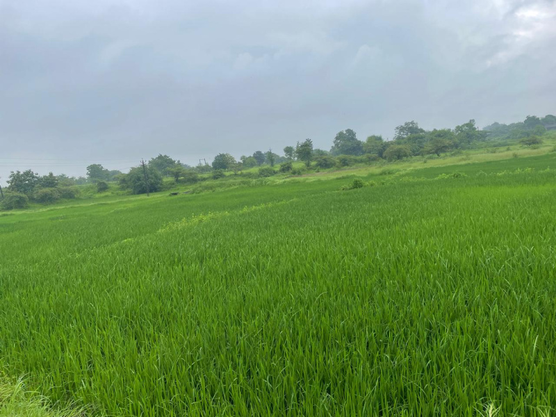  Agricultural Land 18 Bigha for Sale in Songadh, Tapi