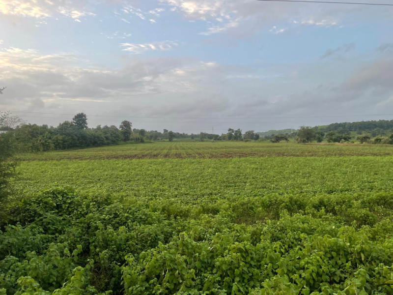  Agricultural Land 9 Bigha for Sale in Songadh, Tapi