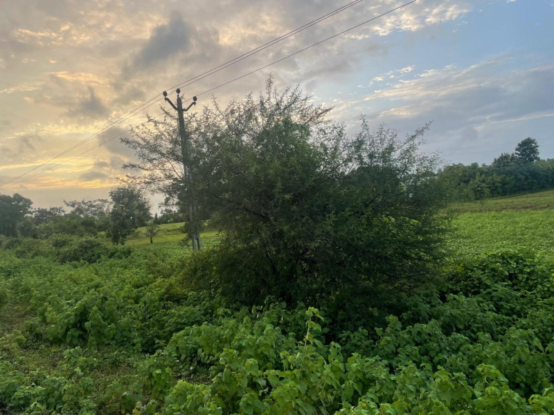  Agricultural Land 9 Bigha for Sale in Songadh, Tapi
