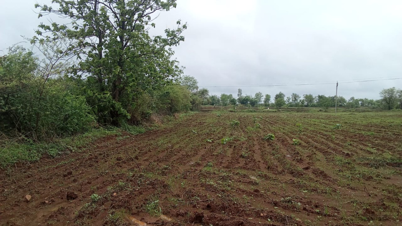  Agricultural Land 4 Bigha for Sale in Songadh, Tapi