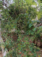  Residential Plot for Sale in Kazhakoottam, Thiruvananthapuram