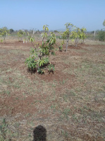 Agricultural Land for Sale in Kalwa Chowk, Junagadh