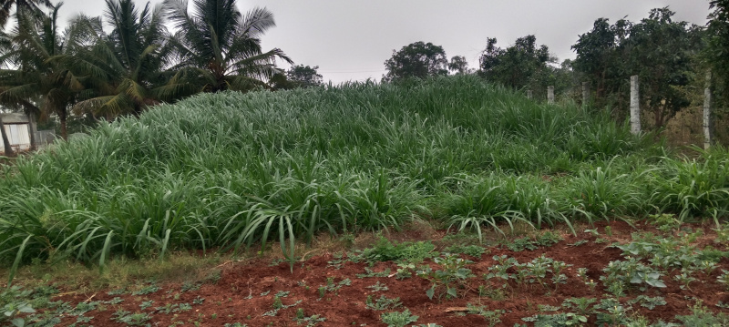  60 Cent Agricultural/Farm Land for Sale in Peedampalli, Coimbatore
