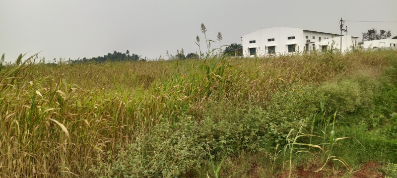  60 Cent Agricultural/Farm Land for Sale in Peedampalli, Coimbatore