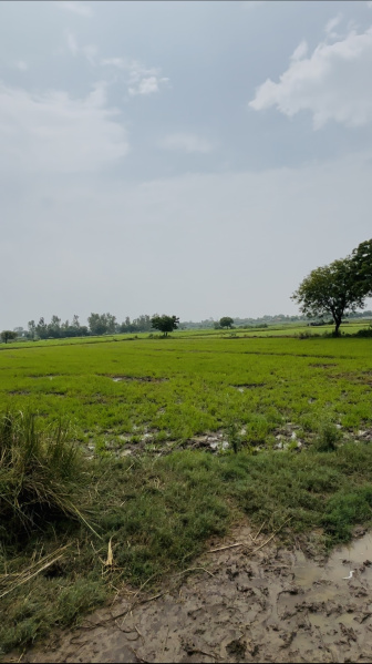  Agricultural Land 1 Acre for Sale in Kishorpur, Palwal