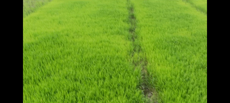  Agricultural Land 34 Guntha for Sale in Malavalli, Mandya