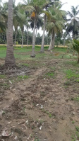  Agricultural Land for Sale in Razole, East Godavari