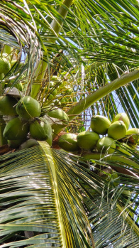  Agricultural Land for Sale in Kalavasal, Madurai