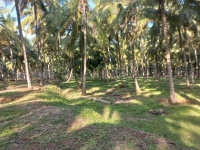  Agricultural Land for Sale in Anaimalai, Coimbatore