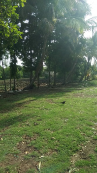 Agricultural Land for Sale in Barela, Jabalpur