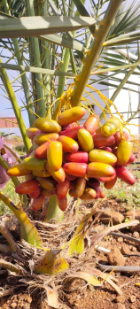  Agricultural Land for Sale in Sangareddy, Hyderabad, Hyderabad
