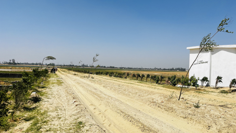  Residential Plot 800 Sq.ft. for Sale in Jangal Kauria, Gorakhpur