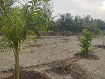  Agricultural Land for Sale in Sirumugai, Coimbatore