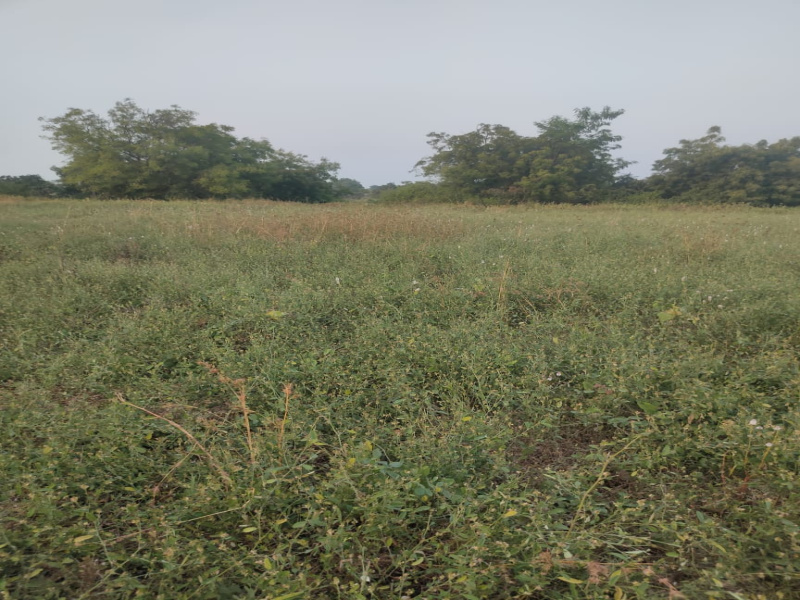  Agricultural Land 5 Acre for Sale in Pangaon, Latur
