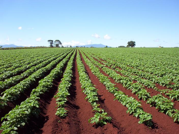  Agricultural Land 5 Acre for Sale in Pangaon, Latur