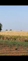 Agricultural Land for Sale in Jamner, Jalgaon