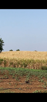 Agricultural Land for Sale in Jamner, Jalgaon
