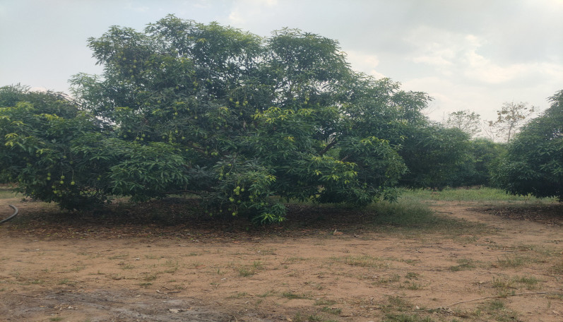  Agricultural Land 35 Acre for Sale in Khariar Road, Nuapada