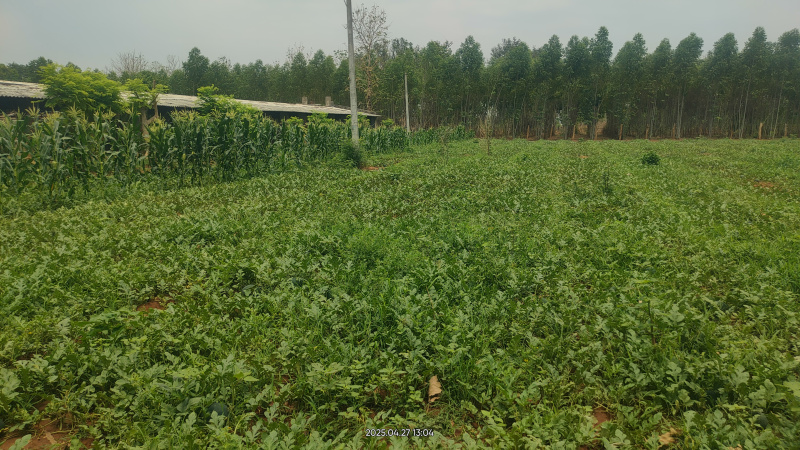  Agricultural Land 38 Acre for Sale in Patnagarh, Balangir