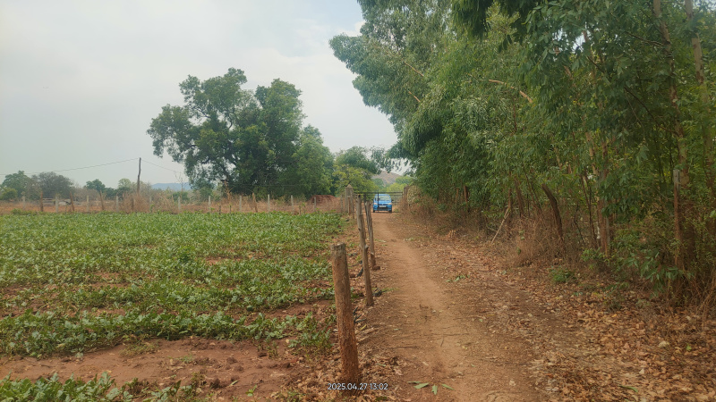  Agricultural Land 38 Acre for Sale in Patnagarh, Balangir