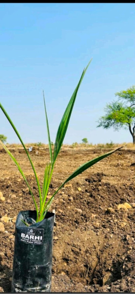  Agricultural Land 5445 Sq.ft. for Sale in Narayankhed, Sangareddy
