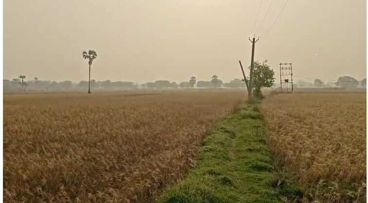  Agricultural Land 24 Bigha for Sale in Rajgir, Nalanda