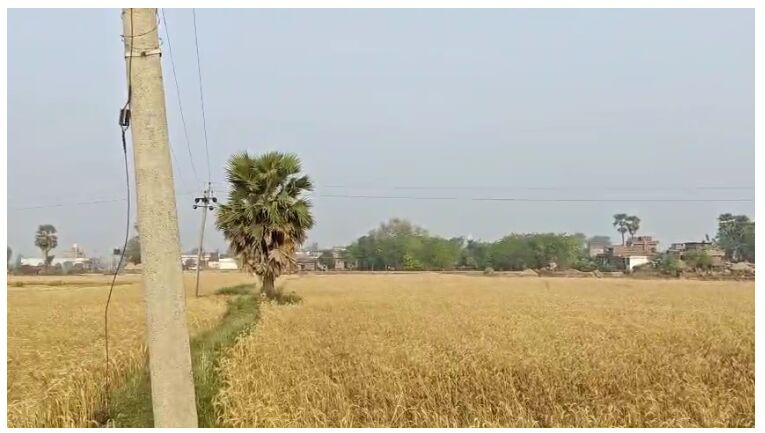  Agricultural Land 24 Bigha for Sale in Rajgir, Nalanda