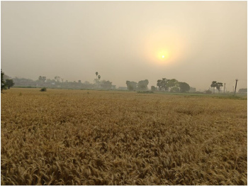  Agricultural Land for Sale in Rajgir, Nalanda