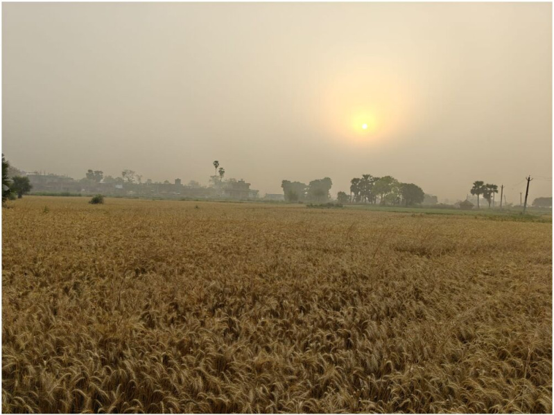  Agricultural Land 24 Bigha for Sale in Rajgir, Nalanda