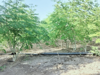  Agricultural Land for Sale in Mahuva, Bhavnagar