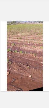  Agricultural Land for Rent in Belur Hassan