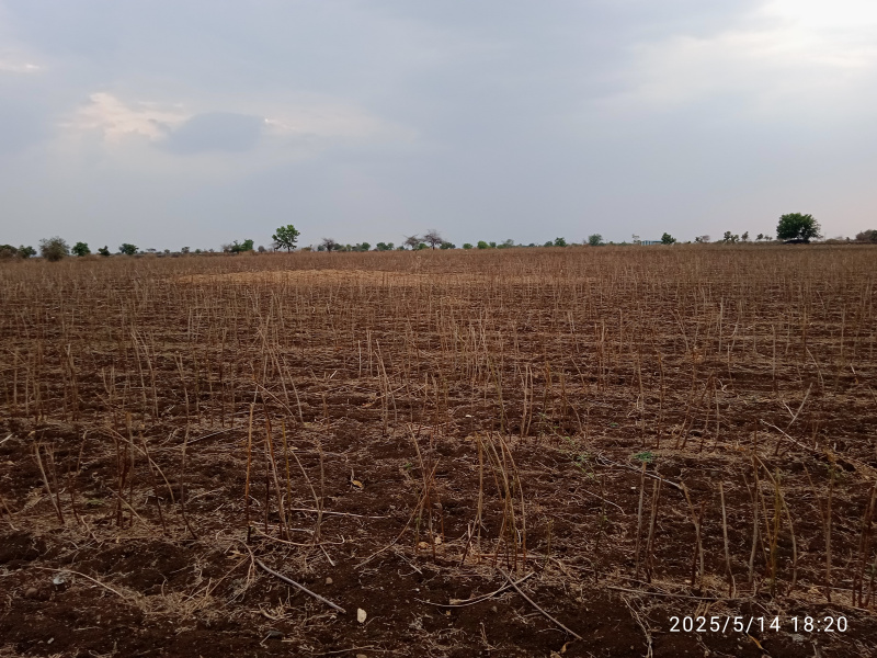  Agricultural Land 3 Acre for Sale in Murtijapur, Akola