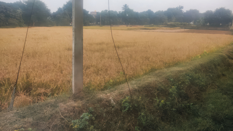  Residential Plot 5058 Sq. Meter for Sale in Amarpur, Banka