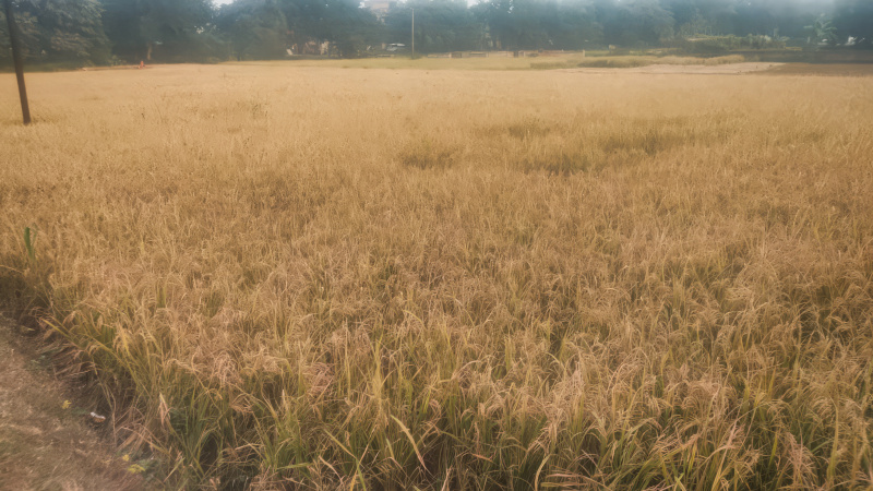  Residential Plot 5058 Sq. Meter for Sale in Amarpur, Banka