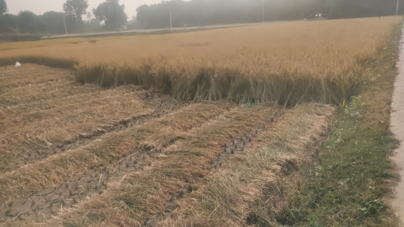  Residential Plot 5058 Sq. Meter for Sale in Amarpur, Banka