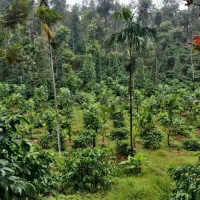  Agricultural Land for Sale in Kushalnagar, Kodagu