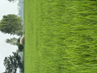Agricultural Land for Sale in Ghanaur, Patiala