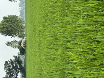  Agricultural Land for Sale in Ghanaur, Patiala