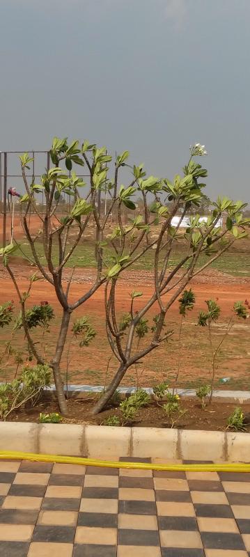  1200 Sq.ft. Residential Plot for Sale in Pirda, Raipur