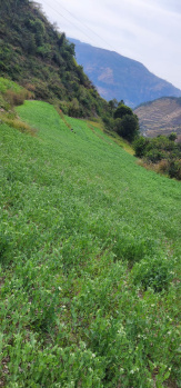  Commercial Land for Sale in Theog, Shimla