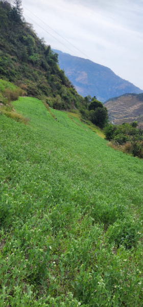  Commercial Land 20 Bigha for Sale in Theog, Shimla