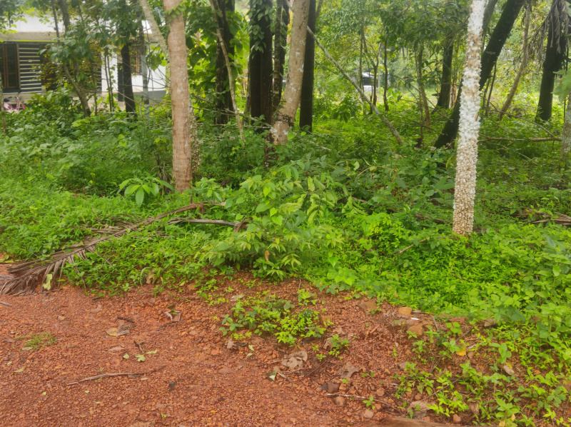  Residential Plot 12 Cent for Sale in Payyannur, Kannur