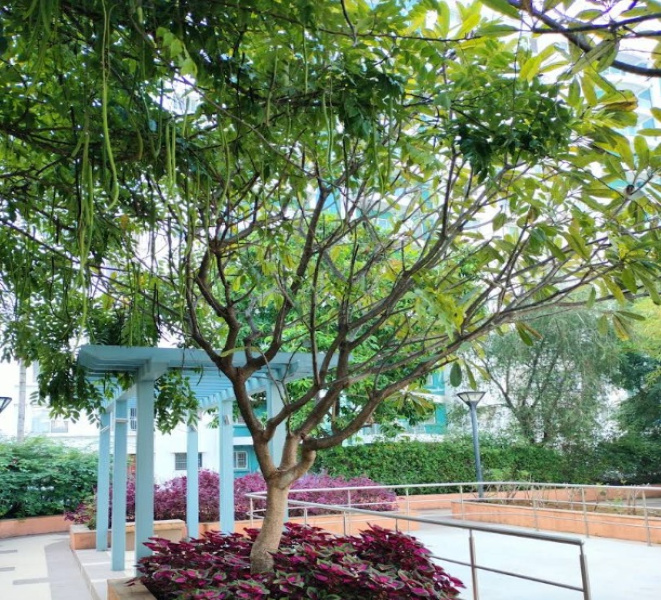  Apartment 1300 Sq.ft. for PG in Hinjewadi, Pune