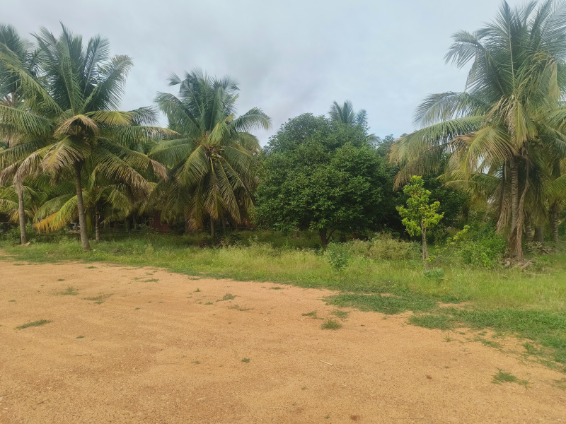 4 BHK Farm House 15 Acre for Rent in Hiriyur, Chitradurga
