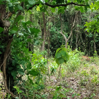  Agricultural Land for Sale in Calangute, Goa