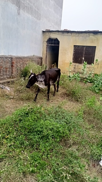  Residential Plot 1250 Sq.ft. for Sale in Shrinath Puram, Kota