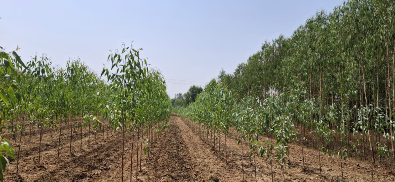  Agricultural Land 20 Bigha for Sale in Biharigarh, Saharanpur