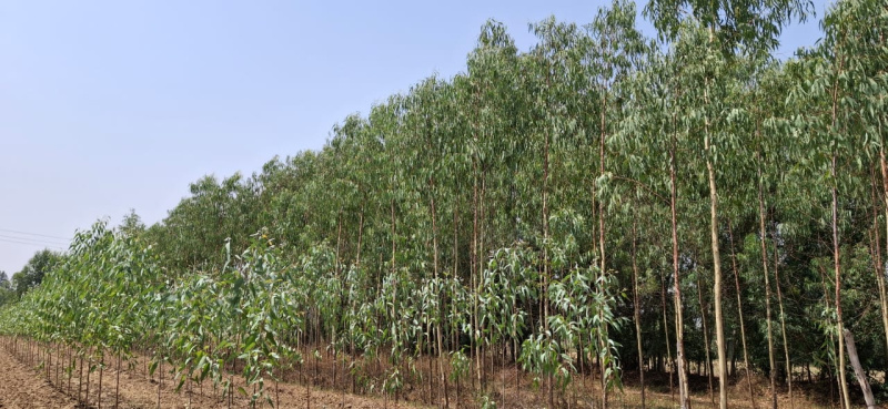  Agricultural Land 20 Bigha for Sale in Biharigarh, Saharanpur