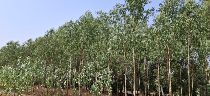  Agricultural Land 20 Bigha for Sale in Biharigarh, Saharanpur